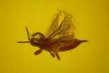 Fossil Thrip (Thysanoptera) In Baltic Amber - Rare! #150731-2